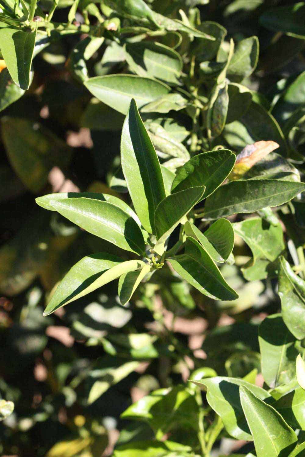              Sun leaves (Riverside, CA)       